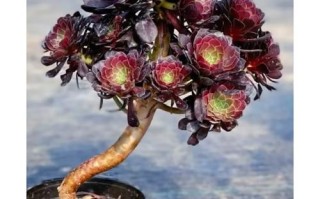 法师多肉用多大花盆合适？