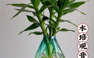 富贵竹水培怎么养才活？