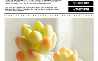 天使之泪多肉怎么养才爆盆？