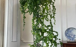 心叶蔓绿绒水培怎么插？步骤技巧有哪些？