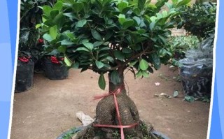 盆榕何时该入室保暖？