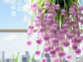 室内适合种什么盆栽花？