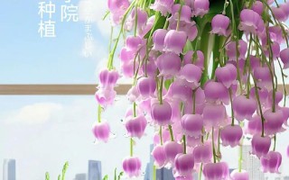 室内适合种什么盆栽花？