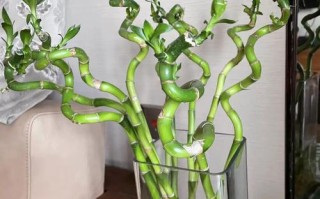 水培转运竹根部发黑怎么办？