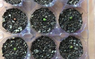 玉露长根能水培吗？