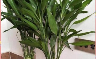 水培富贵竹图片怎么养好看？