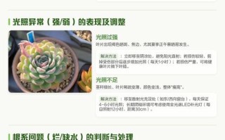 夏天多肉叶片变软发皱