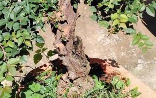 雀梅盆栽配土有啥讲究？