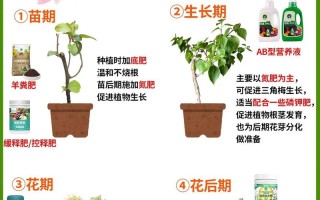 盆栽绿植施肥要注意什么？