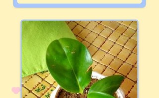 花草盆栽能过安检吗？