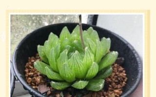 玉露怎么养才晶莹透亮？