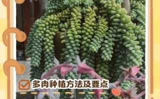 30多度高温，多肉到底能不能浇水？