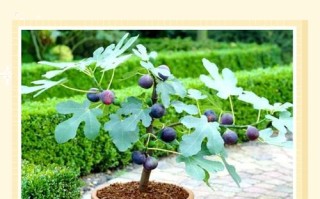 盆栽室内无花果怎么养才能结果？