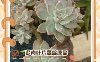 多肉叶子软瘪脱落怎么办？