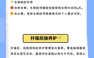 玛格丽特盆栽养护要注意哪些要点？