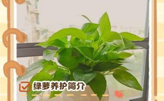 水培绿萝不烂根的秘诀是什么？