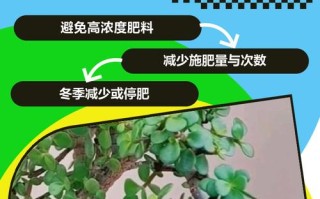 水培金枝玉叶需要施肥吗？