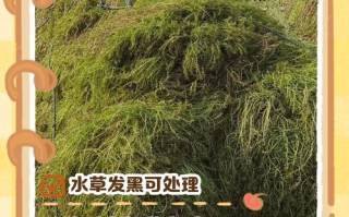 水培植物水黑了怎么办？