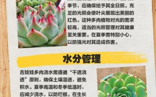 多肉吉娃娃如何养出惊艳变色？