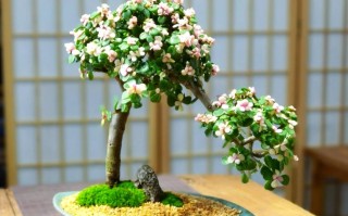 阳台种什么花最吉利？