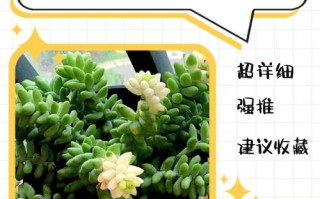 冬季多肉修根种植有哪些关键步骤？