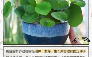 盆栽荷花怎么换水最合适？