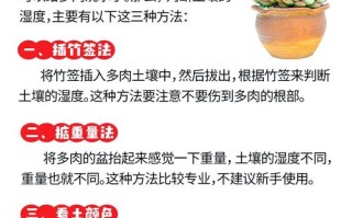 新栽多肉要浇水吗？