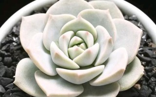 多肉白牡丹叶子裂缝咋回事？