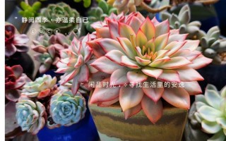 多肉冬季掉叶是正常消耗吗？