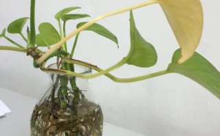 水培绿萝黄叶用牛奶能补救吗？