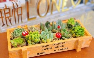 自制多肉花园，如何打造出惊艳效果？