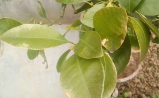 金桔盆栽叶子掉光怎么办？