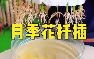 月季水培最佳月份是几月？