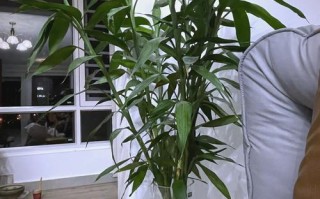 富贵竹水培多长合适？