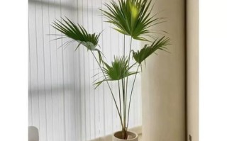 什么大型盆栽既耐寒又好养？