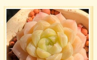 玫瑰多肉冬季养殖要点有哪些？