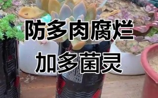 多肉有根能直接泡多菌灵吗？