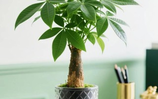 水培发财树哪些部位不能沾水？