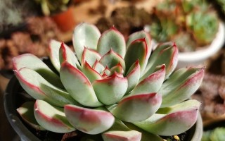 艳姬多肉美在哪？看图揭秘独特魅力