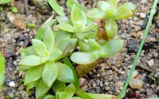 多肉叶插多久能出芽？最快多久能出？