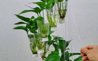 水培绿萝该用什么水？