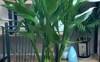 水培富贵竹为何难生根？