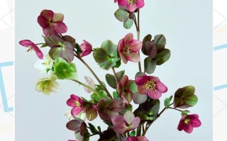 兔子花家里盆栽可行吗？