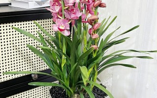 大棵蕙兰选盆，大小材质咋定？