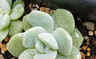 多肉叶心现白色油状絮状是何故？