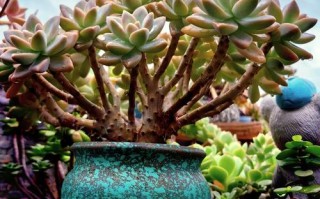 多肉冬天状态最好？