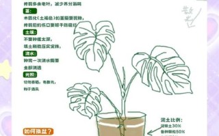 龟背竹水培后如何移栽土盆？