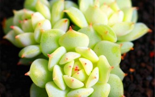 多静夜开花图片有哪些惊艳瞬间？