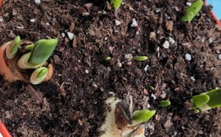 水培的水仙怎么转土培