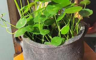 金钱草水培怎么养才能长得好？